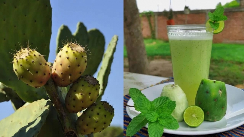 eau de cactus jus de nopal maison production française de nopal sud france opuntia jus cocktails 